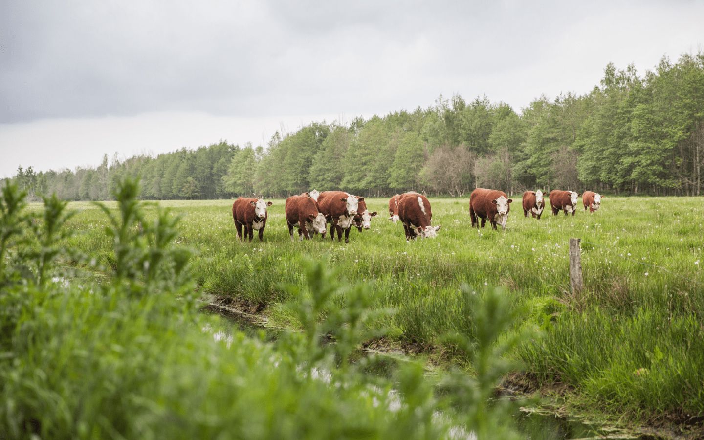 Kans voor de Veenkoloniën Foto